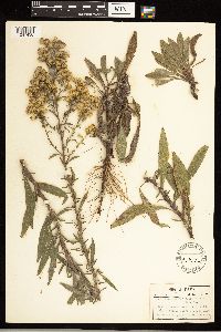 Solidago nemoralis image
