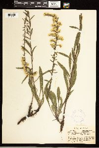 Solidago nemoralis image