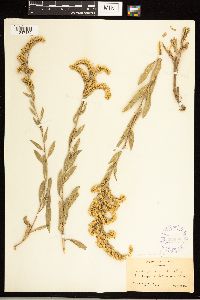 Solidago nemoralis image