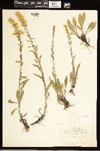 Solidago nemoralis image