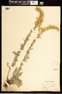 Solidago nemoralis image