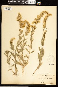 Solidago nemoralis image