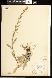 Solidago nemoralis image