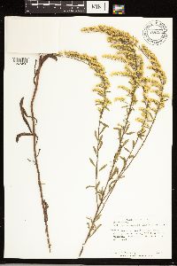 Solidago nemoralis subsp. nemoralis image