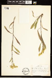 Solidago nemoralis subsp. nemoralis image