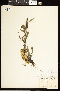 Solidago nemoralis subsp. nemoralis image