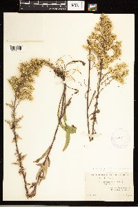 Solidago nemoralis subsp. nemoralis image