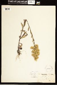 Solidago nemoralis subsp. nemoralis image