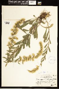 Solidago nemoralis subsp. nemoralis image