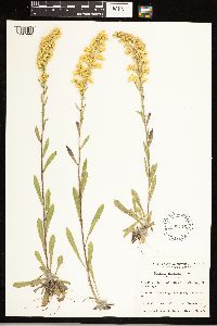Solidago nemoralis subsp. nemoralis image
