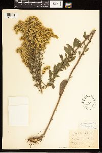 Solidago nemoralis subsp. nemoralis image