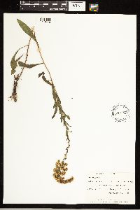 Solidago nemoralis subsp. nemoralis image