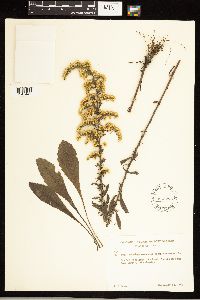 Solidago nemoralis subsp. nemoralis image