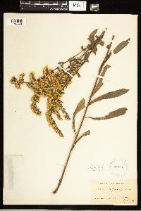 Solidago nemoralis subsp. nemoralis image