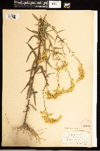 Solidago odora image