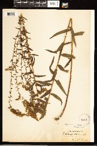 Solidago odora image