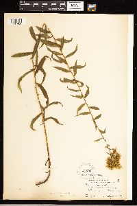 Solidago odora image