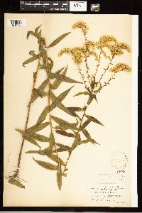 Solidago odora image