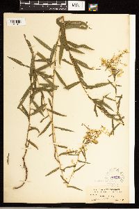 Solidago odora image