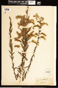 Solidago odora image