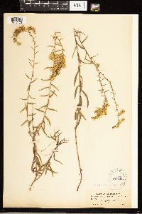 Solidago odora image