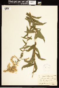 Solidago odora image