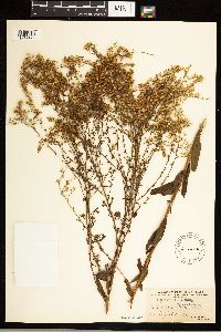 Solidago odora image