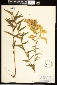 Solidago odora image