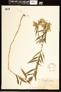 Solidago odora image