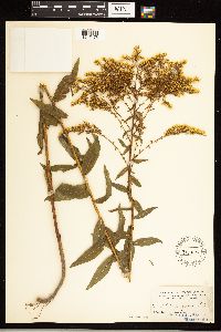 Solidago odora image