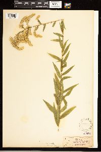 Solidago odora image