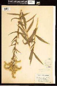 Solidago odora image