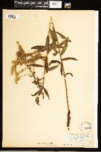 Solidago odora image