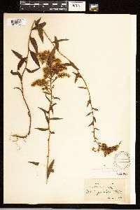 Solidago odora image