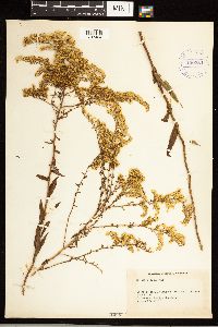 Solidago odora image