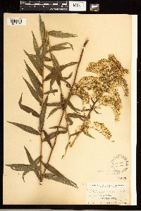 Solidago odora image
