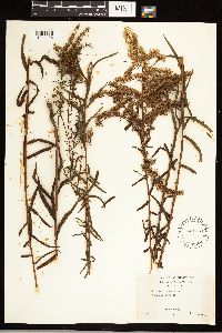 Solidago odora image
