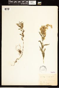 Solidago odora image
