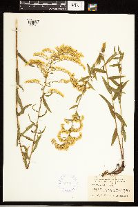 Solidago odora image