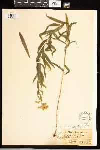 Solidago odora image
