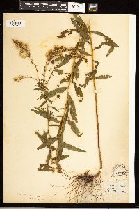 Solidago odora image