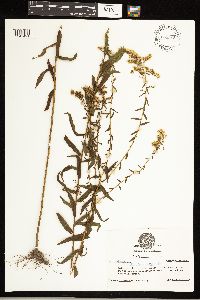 Solidago odora image