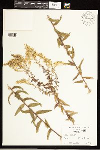 Solidago odora image
