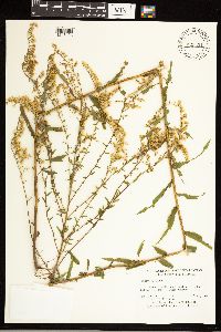 Solidago odora image