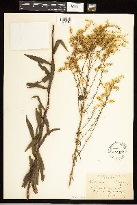 Solidago odora image
