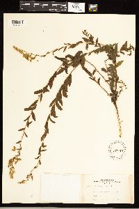 Solidago odora image