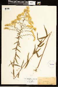 Solidago odora image