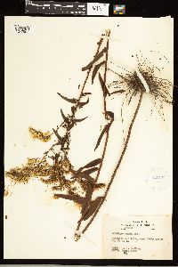 Solidago odora image