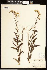 Solidago odora image