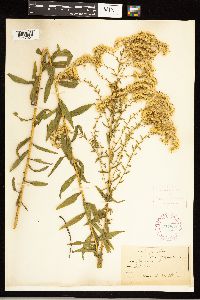 Solidago odora image